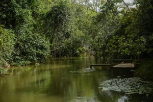 Peaceful stream surrounded by lush Brazilian forest, with wooden dock and vibrant greenery.