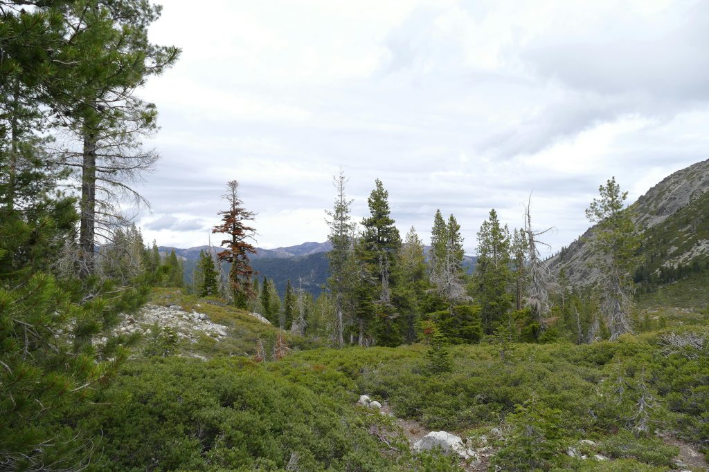 Breathtaking view of a lush forest in Shasta, California, showcasing diverse vegetation and mountainous terrain.