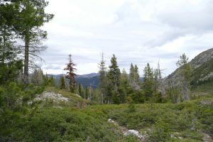 Breathtaking view of a lush forest in Shasta, California, showcasing diverse vegetation and mountainous terrain.