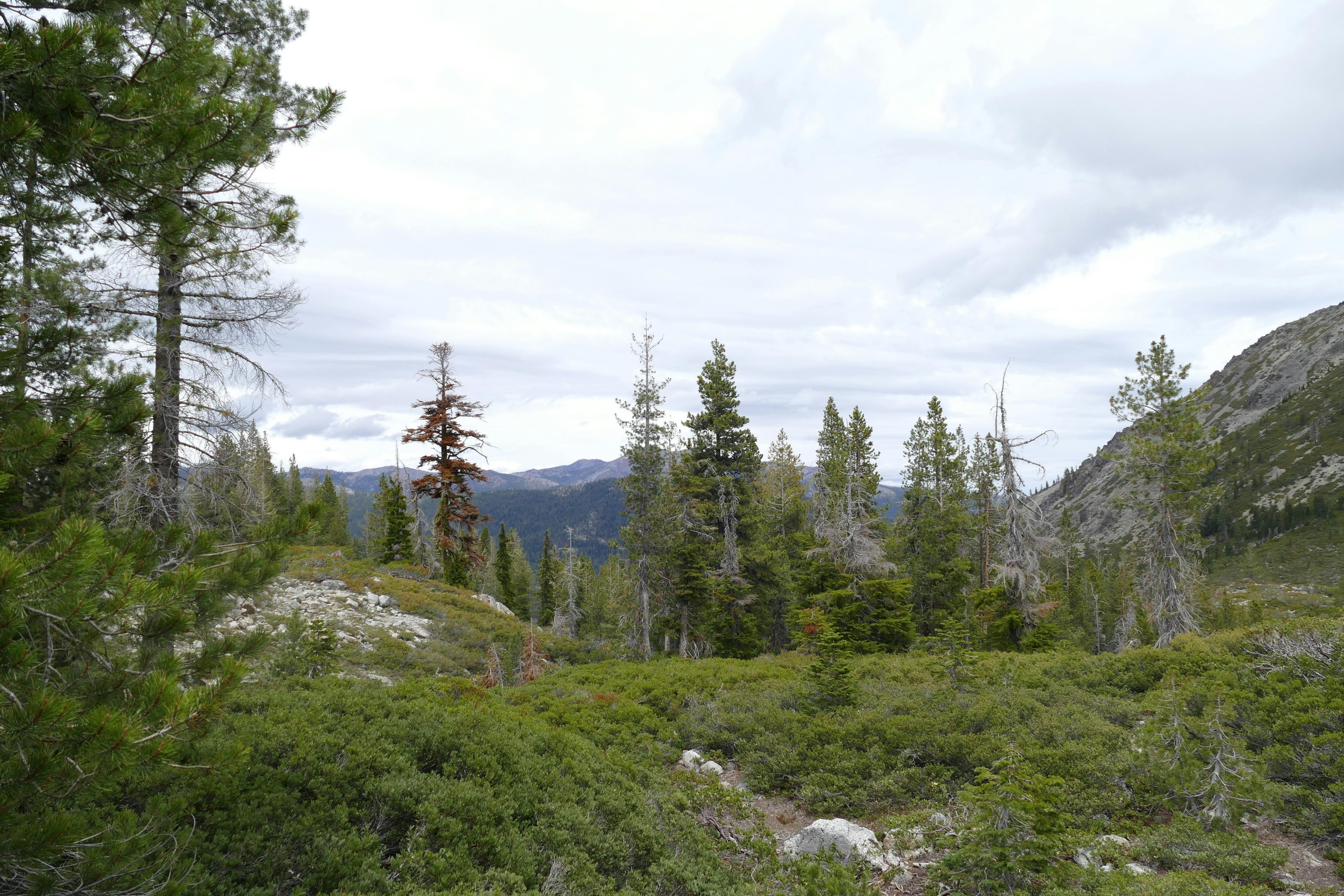 Breathtaking view of a lush forest in Shasta, California, showcasing diverse vegetation and mountainous terrain.